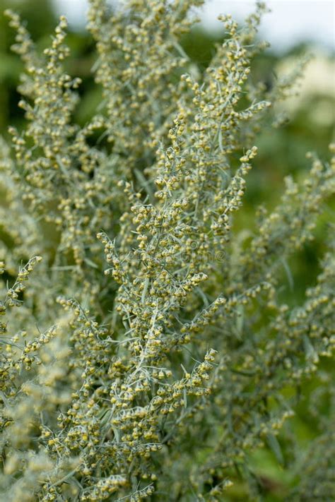 Wormwood Artemisia Wormwood Leaves And Flowers Wormwood Artemisia