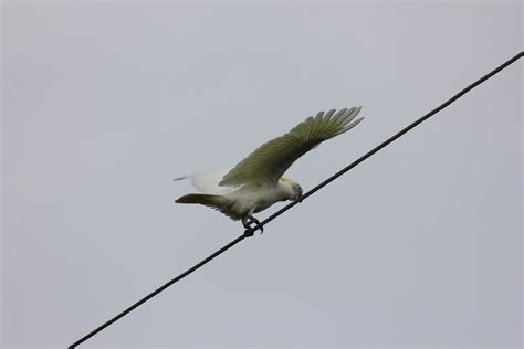 Balancing Act This Sulphur Crested Cockatoo Was Trying To Flickr