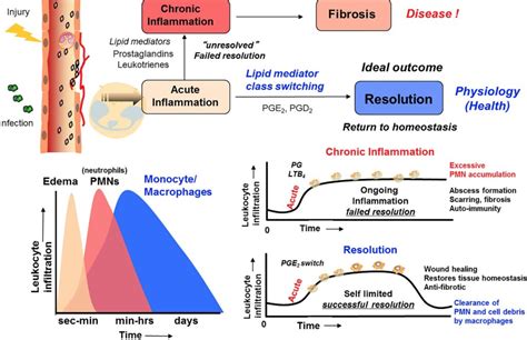 Specialized Pro Resolving Mediators Spms The Resolution Of Inflammation