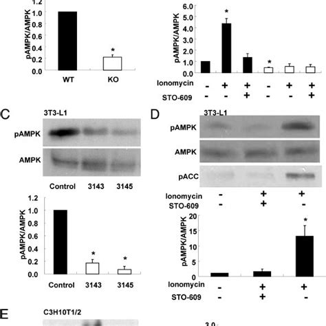 Camkk2 Phosphorylates Ampk In Preadipocytes A Basal Ampk