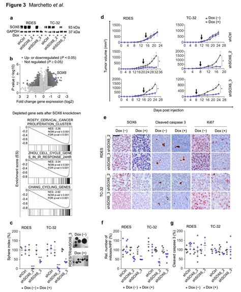 SOX6 Promotes Proliferation Of EwS Cells In Vitro And In Vivo A