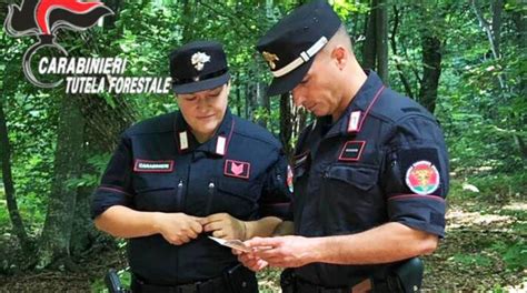 Inizio Stagione Funghi 16 Sanzioni In Un Mese Dei Carabinieri