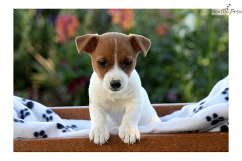 Cute Mini Jack Russell Puppies For Sale Near Me Image Codepromos