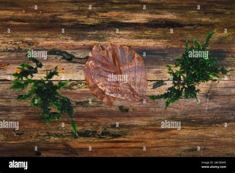 Moss Color Hi Res Stock Photography And Images Alamy