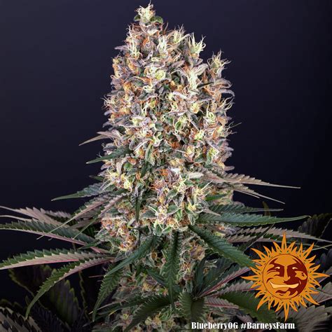 Blueberry Og Weed Strain Samen Barneys Farm