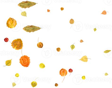 Falling Autumn Leaves 36468655 Png