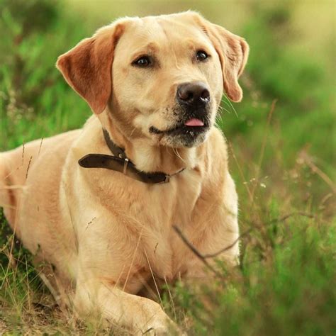 Cómo Interpretar La Postura Corporal De Tu Perro