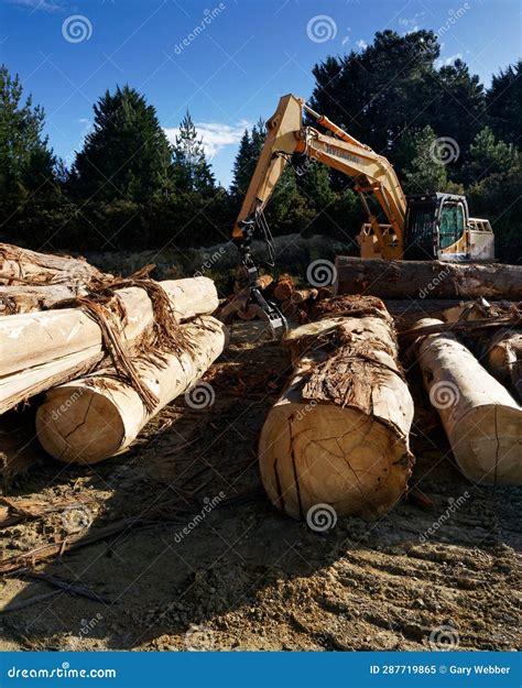 A Timber Mill Operation In A Plantation Forest Milling Blue Gum Tree