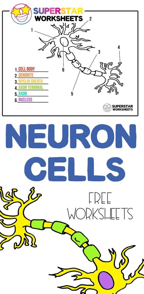 Grab Your Free Printable Neuron Cell Worksheets From