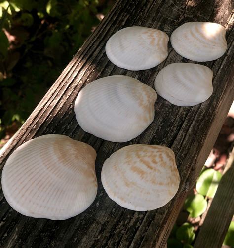 Giant Bittersweet Chevron Clam Glycymeris Americana Seashells