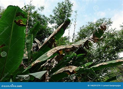 Doen A De Planta Ferrugem De Folha Da Banana Banana Selvagem Imagem