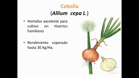 Manual De La Cebolla