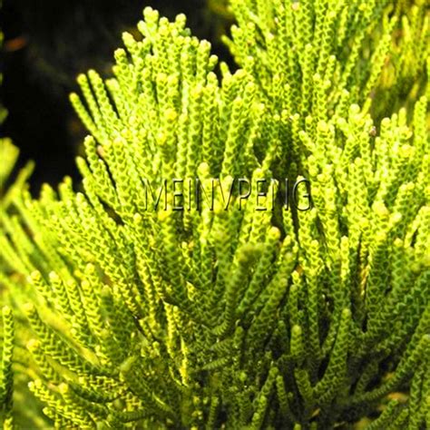 Trees Conifer 20pcs Seeds - BuyingSeed.com - Free Shipping - Up to 70% OFF