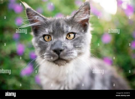 Curious Black Smoke Maine Coon Kitten Portrait In Nature Stock Photo