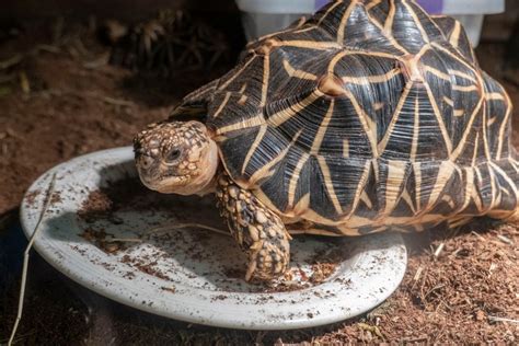 How Often Do Tortoises Poop Healthy Vs Unhealthy Habits Pet Keen