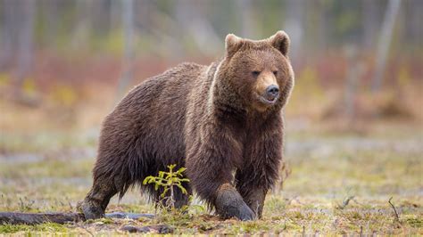 Ursus Arctos Ursus Brown Bear Bear