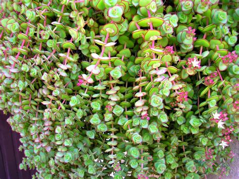 Crassula Pellucida Marginalis