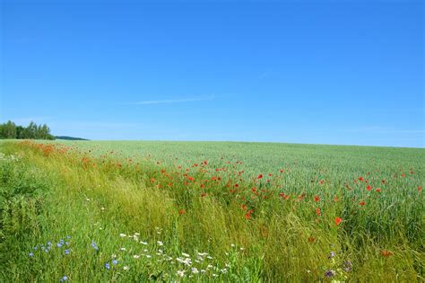 improved sfi  rollout  england agricultural compliance  health