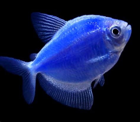 Premium Cosmic Very-Blue GloFish Tetra