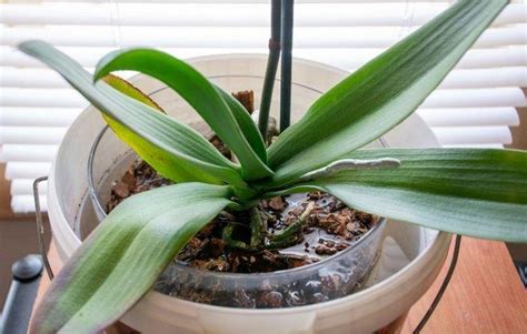 CÓMO REGAR UNA ORQUÍDEA Orquídeas Cuidados Riego