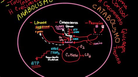 Generalidades De Metabolismo Youtube