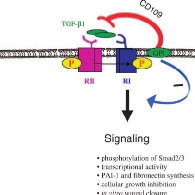 Cd Mrna Expression Is Down Regulated In Human Malignant Melanoma