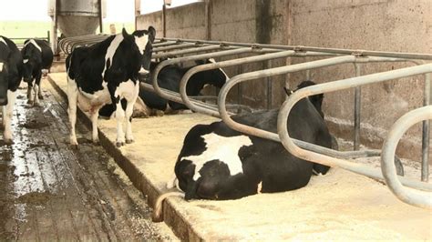 Produ O De Leite Aumenta Depois Da Instala O De Colch Es Para Vacas