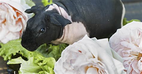 Skinny Pigs Are Hairless Guinea Pigs That Look Like Pocket Sized