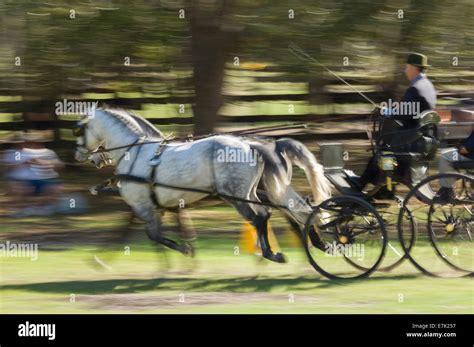 pair of horse driving cart or buggy, Combined Driving Competition Stock ...