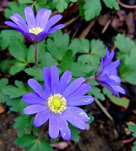Anemone blanda, Balkan.Windröschen, Strahlenanemone