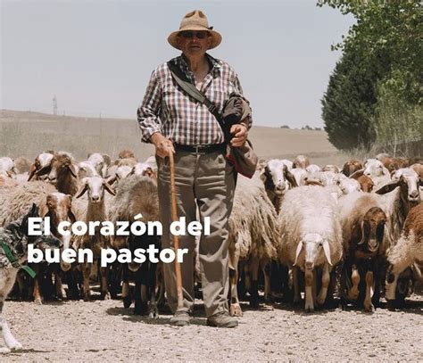 Este Corto Video De Un Pastor Con Sus Ovejas Nos Ense A Tanto La