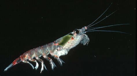 El Krill Un Pequeño Crustáceo Que Es Indispensable Para La