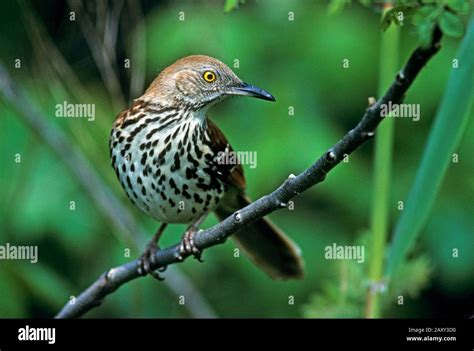 Brown Thrasher Portrait Up Close Stock Photo Alamy