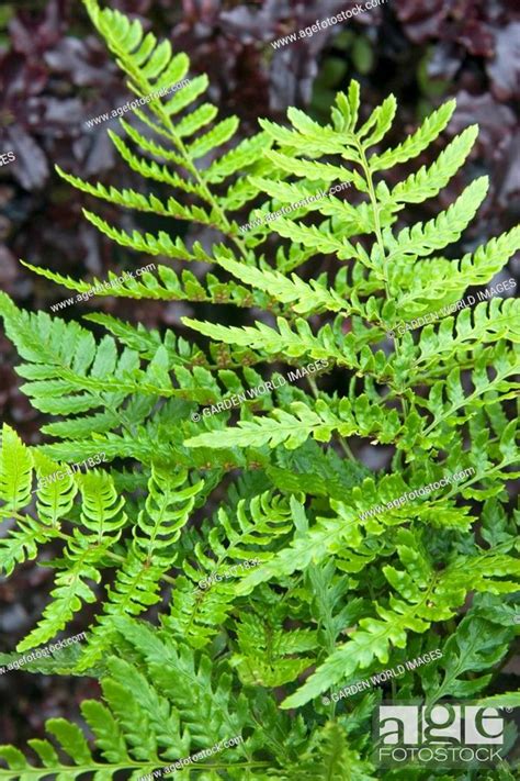 Dryopteris Erythrosora Prolifica Stock Photo Picture And Rights