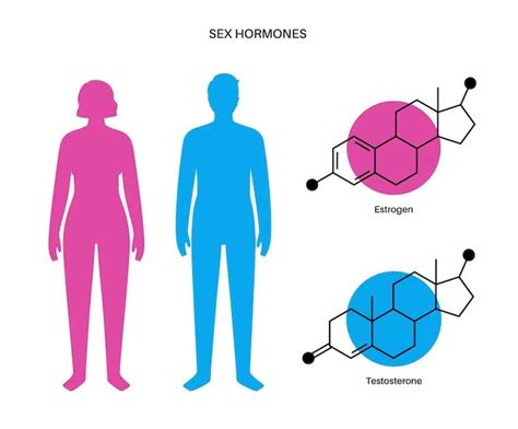 Tabla De Colores De Niveles De Estrógeno Y Testosterona Producción De