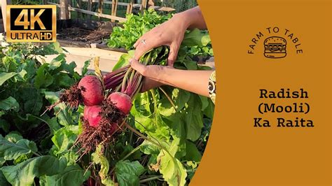 Farm To Table Amazing Mooli Red Radish Ka Raita Recipe Youtube