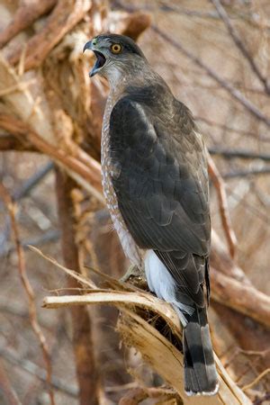 Cooper's Hawk Facts - NatureMapping