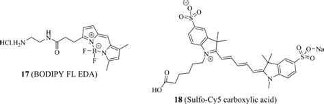 Structures Of BODIPY FL Propionyl Ethylenediamine BODIPY FL EDA And