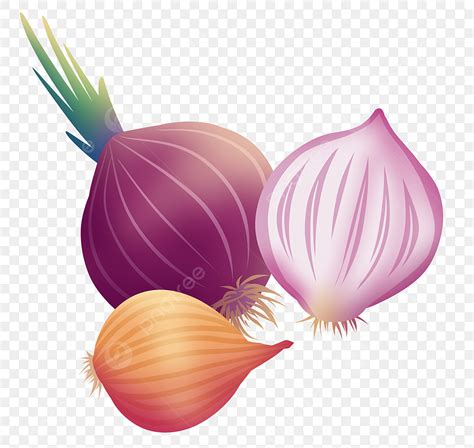 Onion PNG Vector PSD And Clipart With Transparent Background For