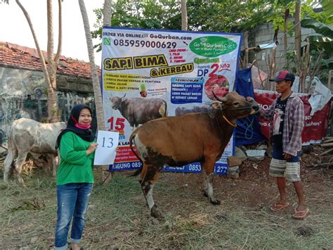 SAPI QURBAN 2020 No 13 GoQurban Jual Kambing Domba Sapi Qurban