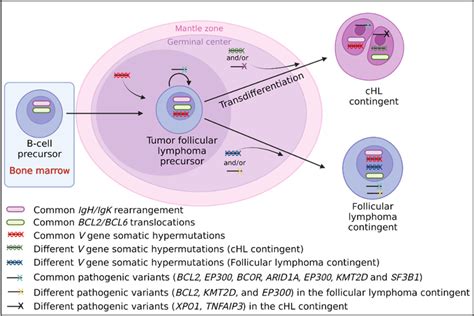 Suggested Transdifferentiation Model Of A Follicular Lymphoma Precursor