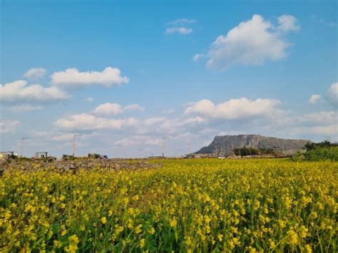 제주도 성산일출봉 광치기해변 근처 실시간 유채꽃 개화 상태 251 12 네이버 블로그