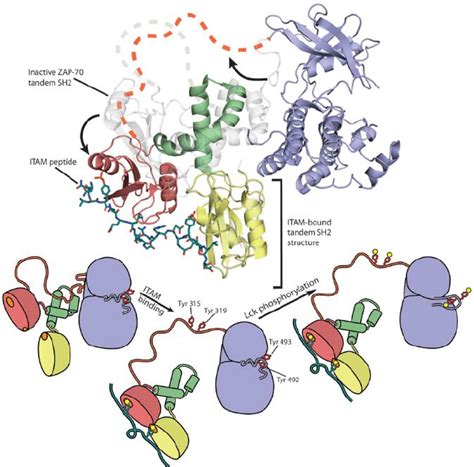 Structural Insights Reveal A Model For The Activation Of Zap 70 Top Download Scientific