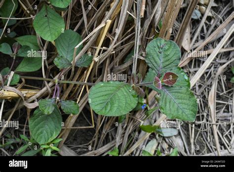 Achyranthes Aspera O Broza Flor Higo De Paja Es Una Maleza De Flor De