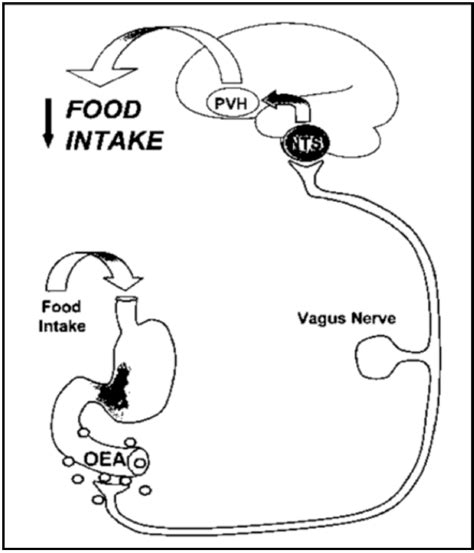 Hypothetical Action Of Oea In Regulation Of Appetite Oea That Has