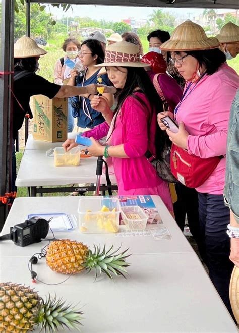 台南鳳梨好筍季第2彈 新化「採鳳梨、挖竹筍」樂農遊 生活 自由時報電子報