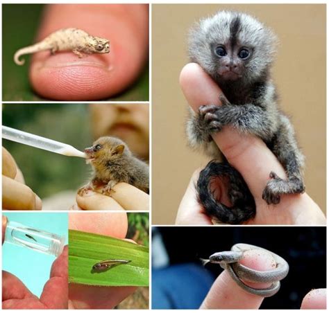 Los 10 animales más pequeños del mundo Bioguia