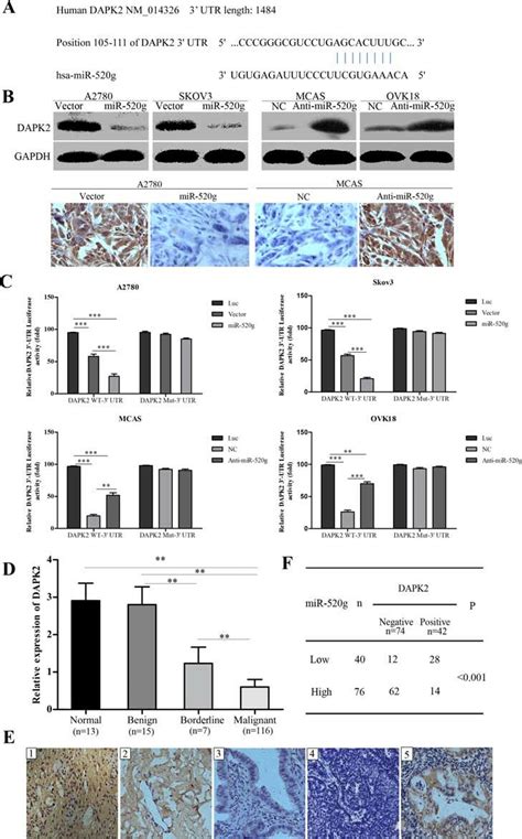 Mir 520g Directly Targets Dapk2 In Eoc Cells And Mir 520g Expression