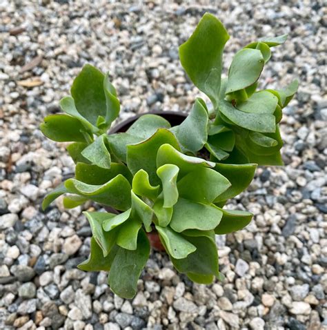 Crassula Arborescens Crassula Blue Waves Etsy