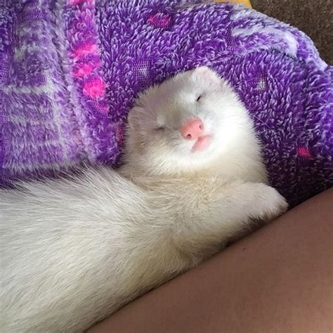 Baby Ferrets Sleeping